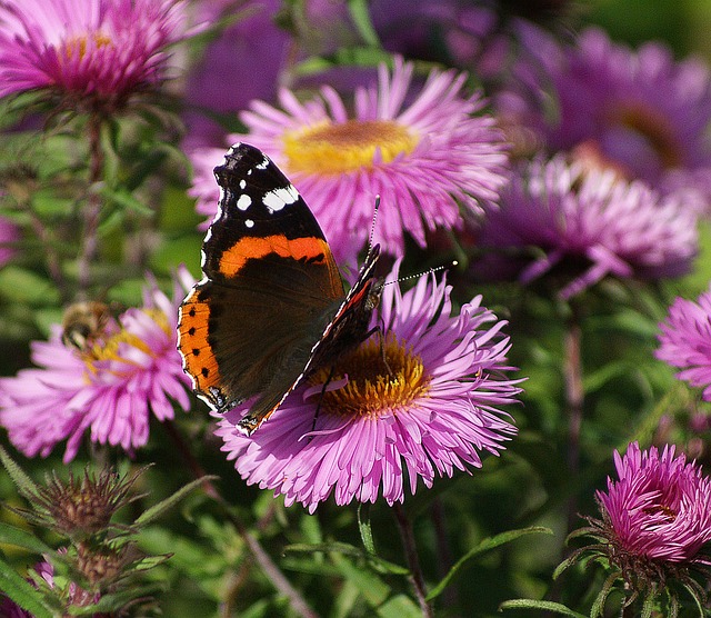 butterflies