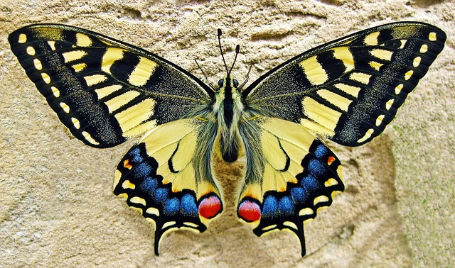 butterflies