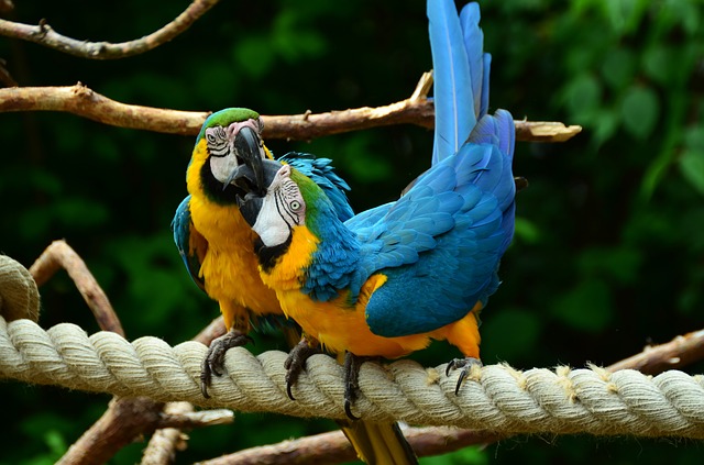 macaw