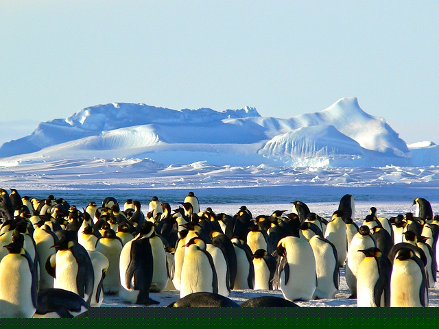penguin
