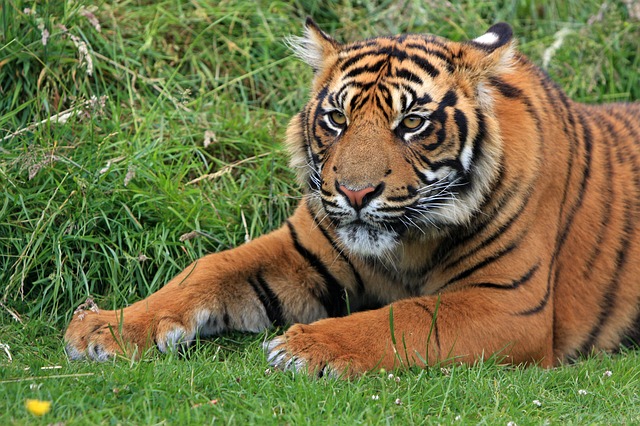 tiger