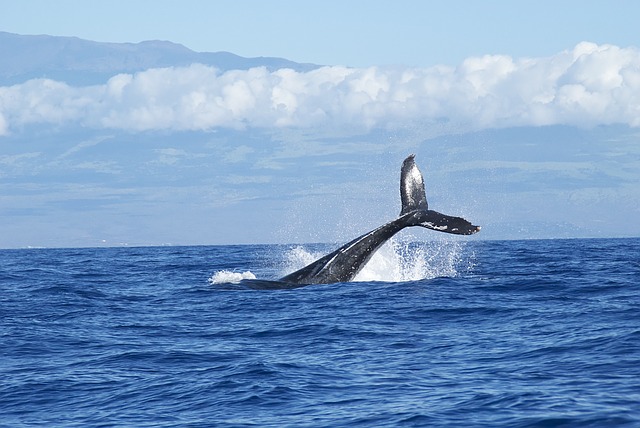 whales